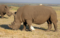 Duba Plain