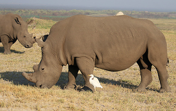 Duba Plain