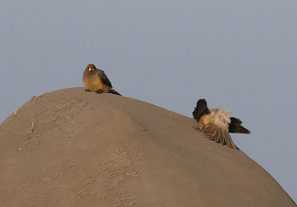 Duba Plain
