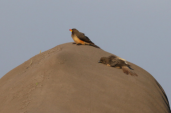 Duba Plain