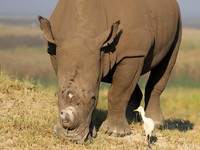 Duba Plain
