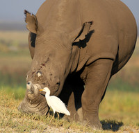 Duba Plain