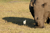Duba Plain