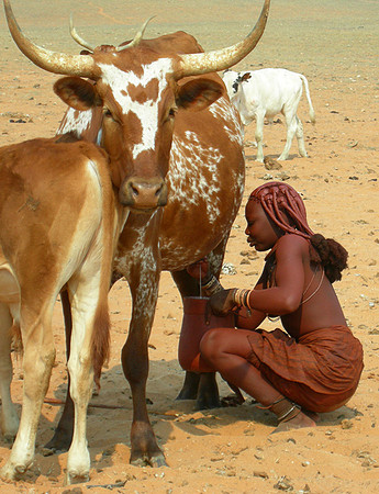 Everyday life in a Himba camp
