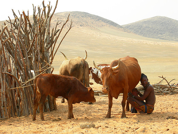 Everyday life in a Himba camp