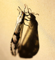 Antlion - Damaraland, Namibia