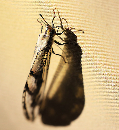 Antlion - Damaraland, Namibia