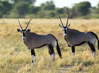 Central Kalahari