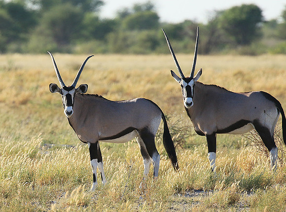 Central Kalahari
