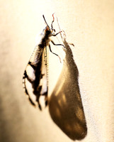 Antlion - Damaraland, Namibia