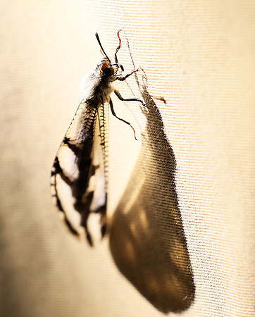 Antlion - Damaraland, Namibia