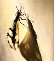 Antlion - Damaraland, Namibia