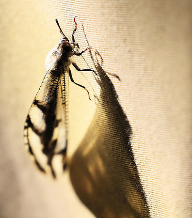 Antlion - Damaraland, Namibia