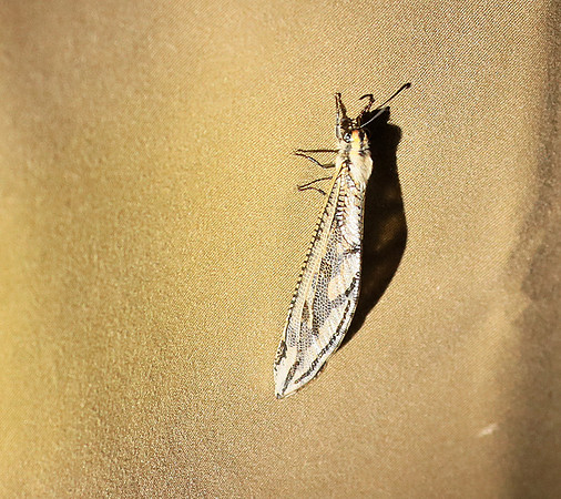 Antlion - Damaraland, Namibia