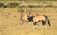 Central Kalahari
