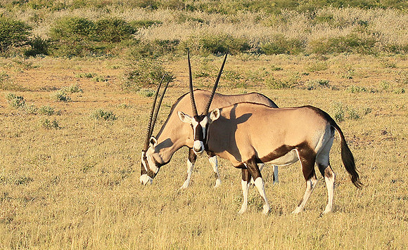 Central Kalahari