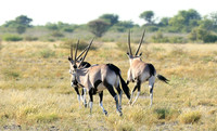 Central Kalahari