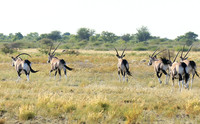 Central Kalahari