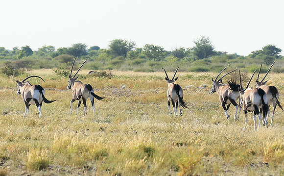 Central Kalahari