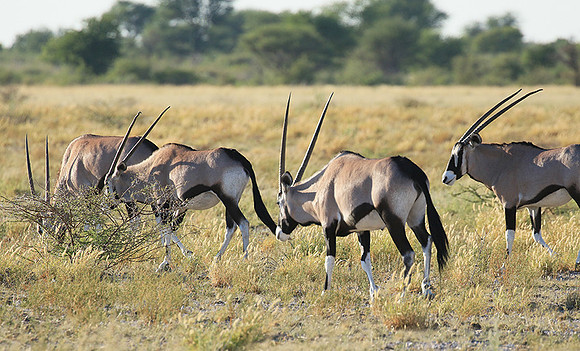 Central Kalahari
