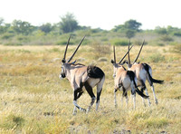 Central Kalahari