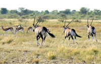 Central Kalahari