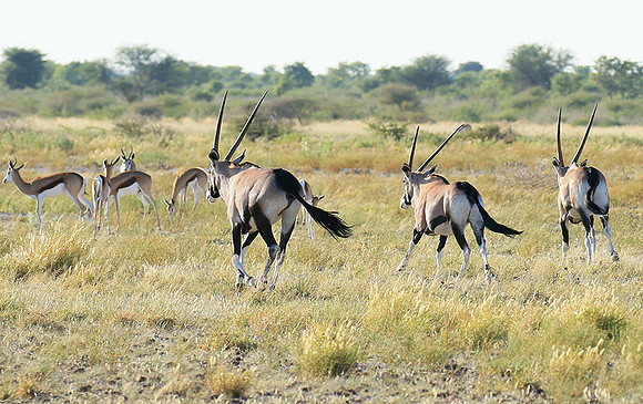 Central Kalahari