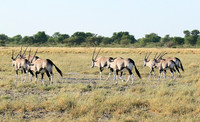 Central Kalahari