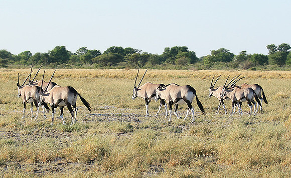 Central Kalahari
