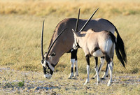 Central Kalahari