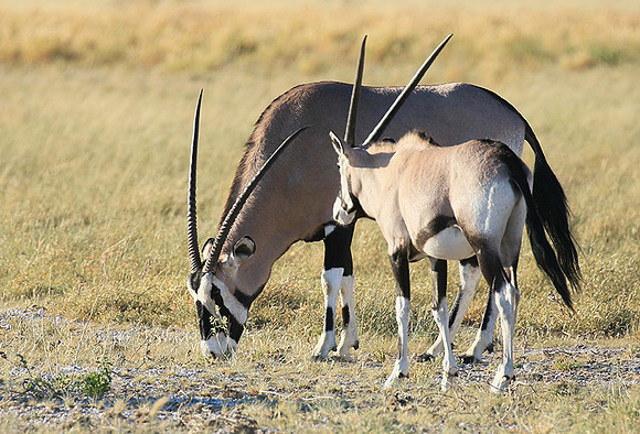 Central Kalahari