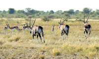 Central Kalahari