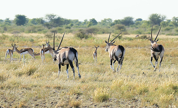 Central Kalahari