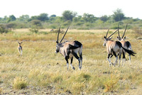 Central Kalahari