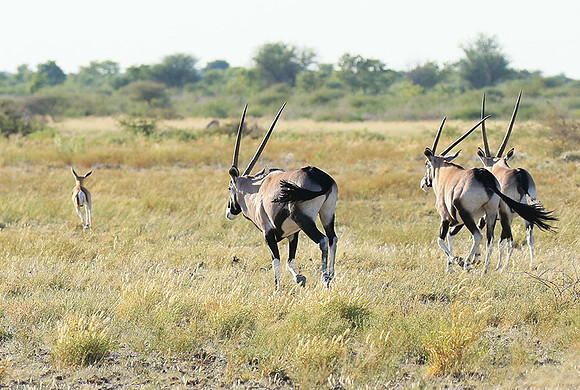 Central Kalahari