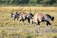 Central Kalahari