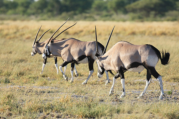 Central Kalahari