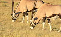 Central Kalahari