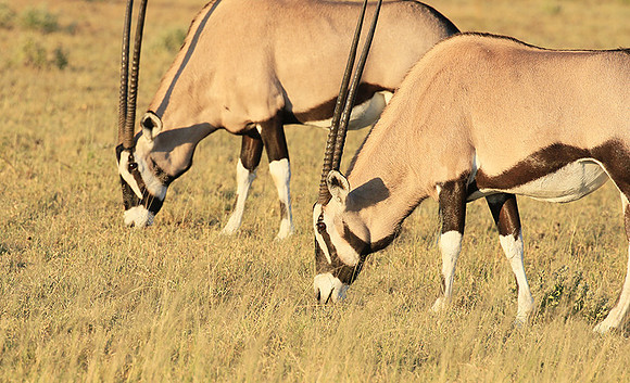 Central Kalahari