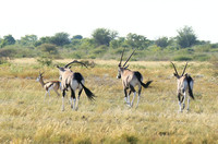 Central Kalahari
