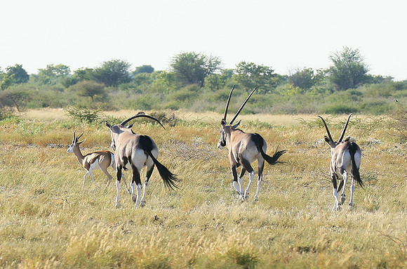 Central Kalahari