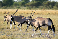 Central Kalahari