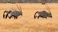 Central Kalahari
