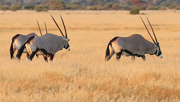 Central Kalahari