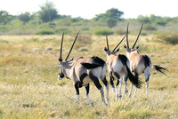 Central Kalahari