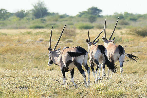 Central Kalahari