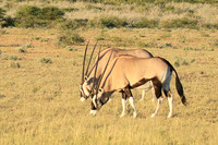 Central Kalahari