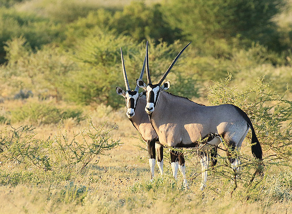 Central Kalahari