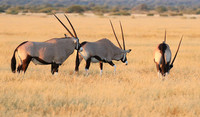 Central Kalahari