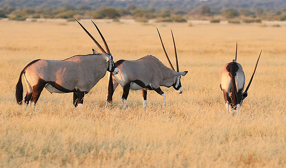 Central Kalahari